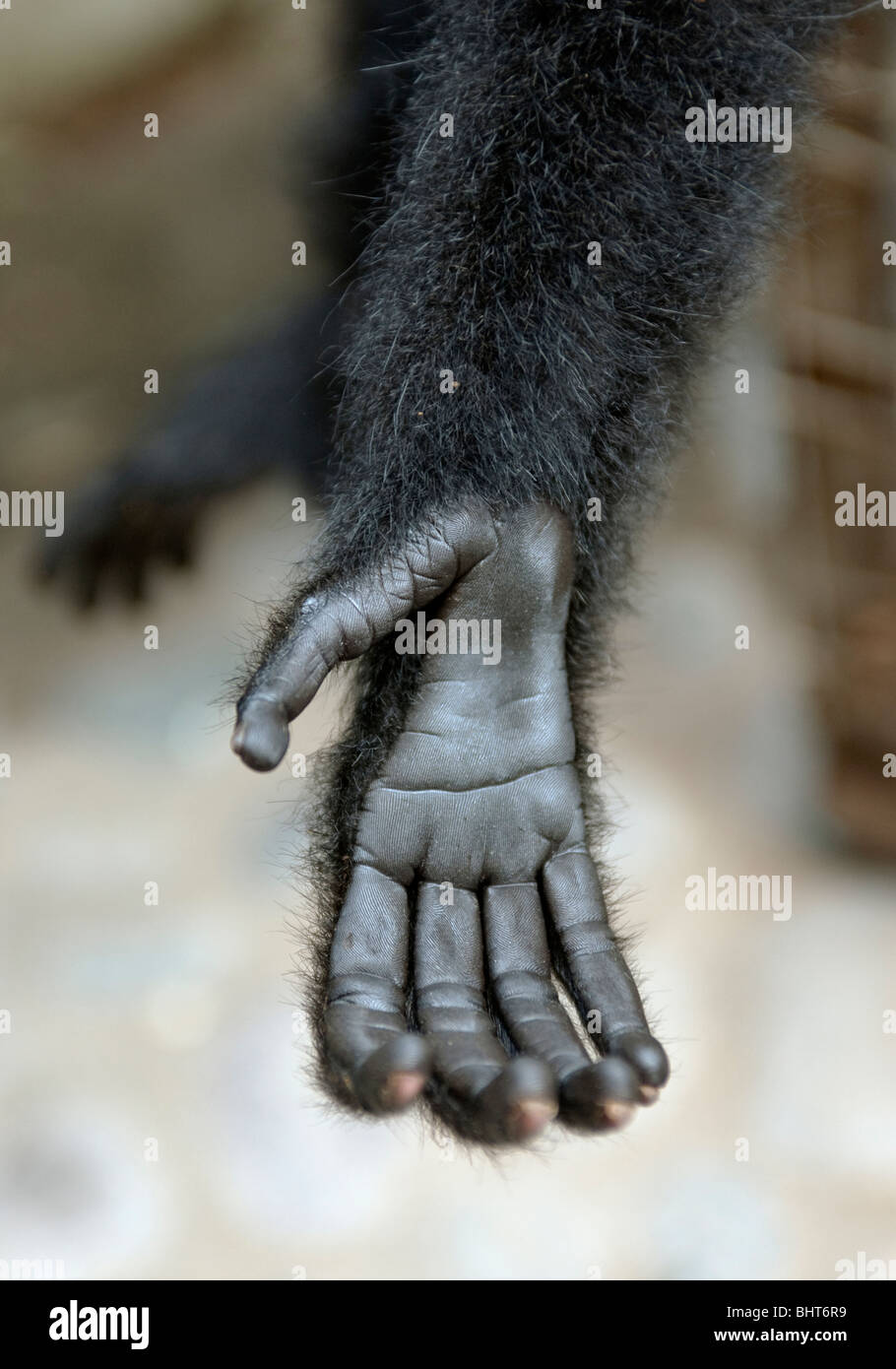 Die Hand des einen arboreal crested schwarz Gibbon erreichen durch die Gitterstäbe des Käfigs im Xinshuangbanna Nationalpark, China Stockfoto