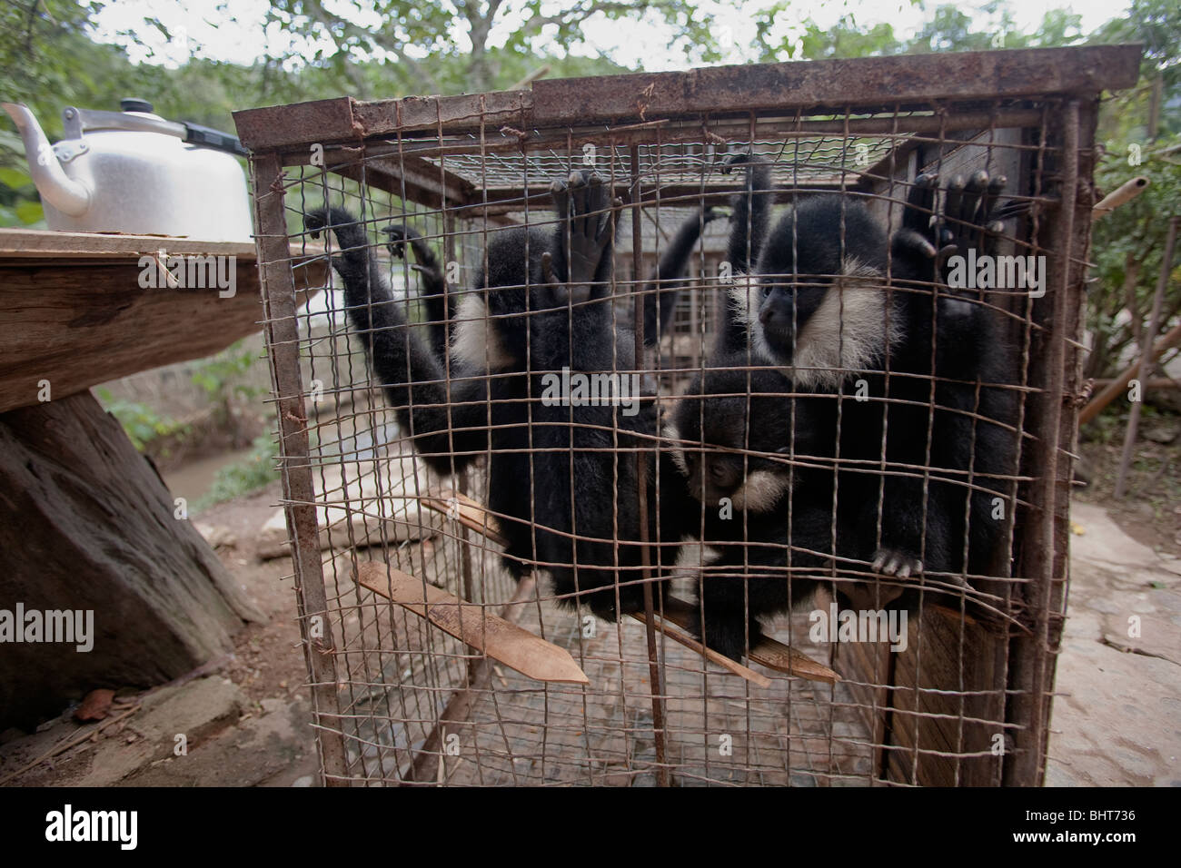 In Gefangenschaft crested schwarz Gibbons gezeigt, wo sie Leben zwischen Leistungen für Touristen in Xishuangbanna Nationalpark, China Stockfoto