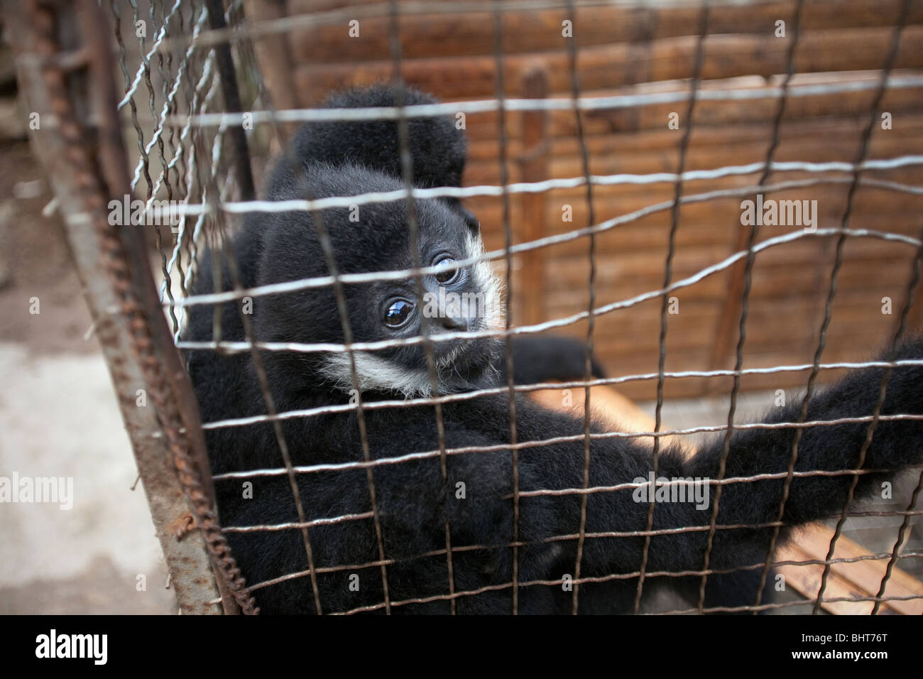 In Gefangenschaft crested schwarz Gibbons, eingesperrt zwischen Leistungen für Touristen in Xishuangbanna Nationalpark, China Stockfoto