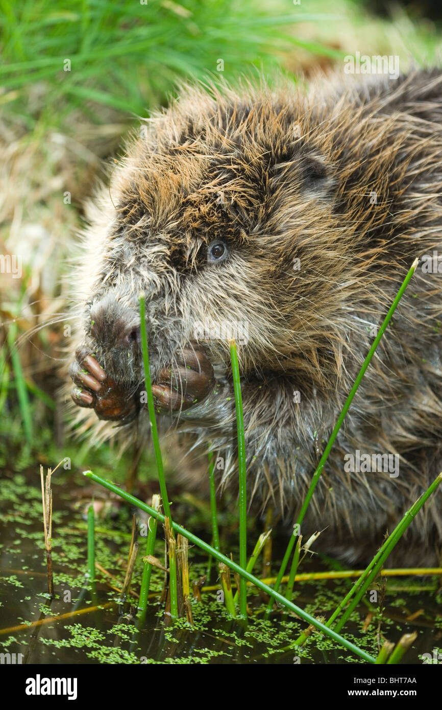 Europäischer Biber (Castor Fiber). Manipulation und halten Lebensmittel in den Mund, um ihn in kleinere Stücke zu kauen. Stockfoto