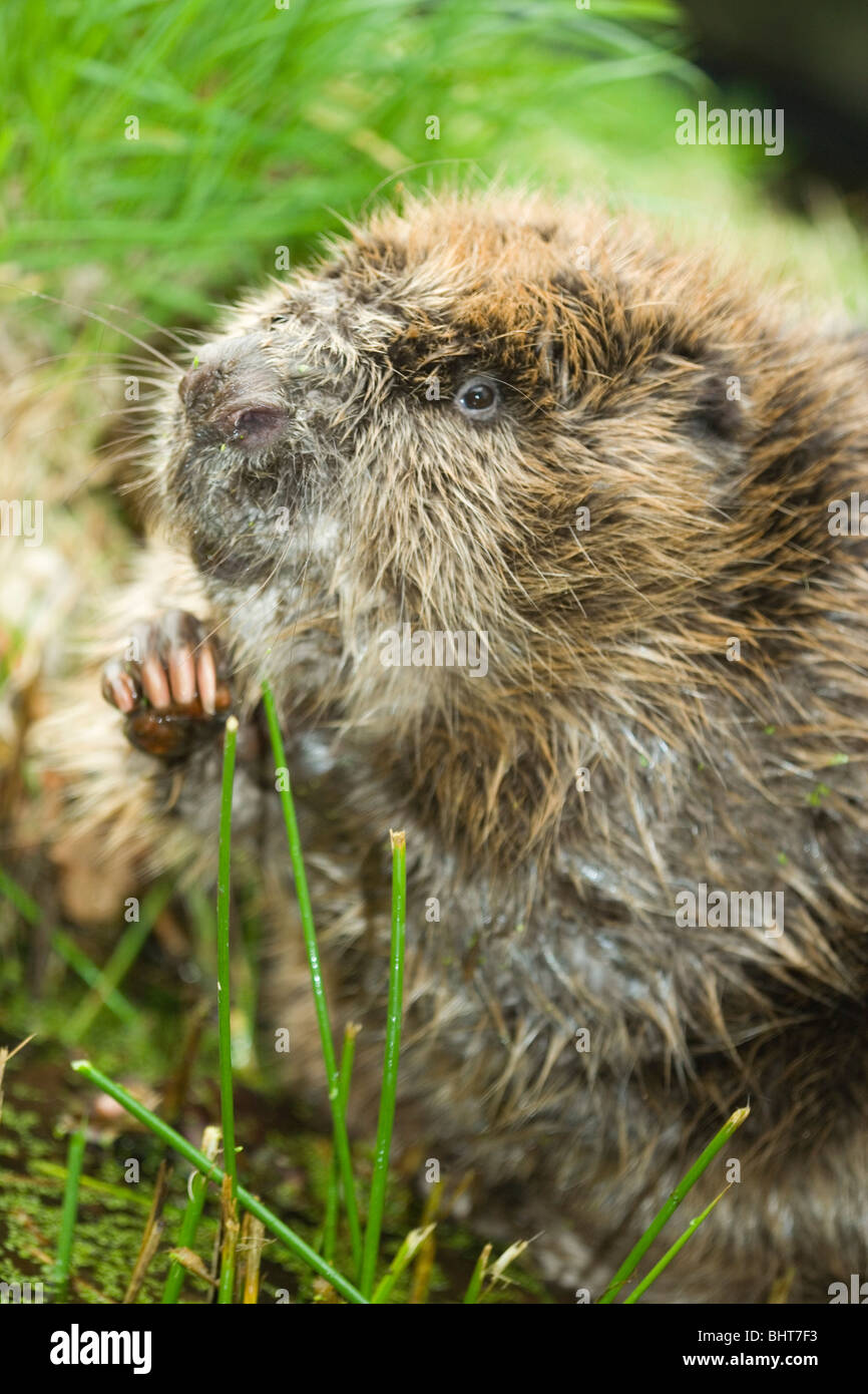 Europäischer Biber (Castor Fiber). Manipulation und halten Lebensmittel in den Mund, um ihn in kleinere Stücke zu kauen. Stockfoto