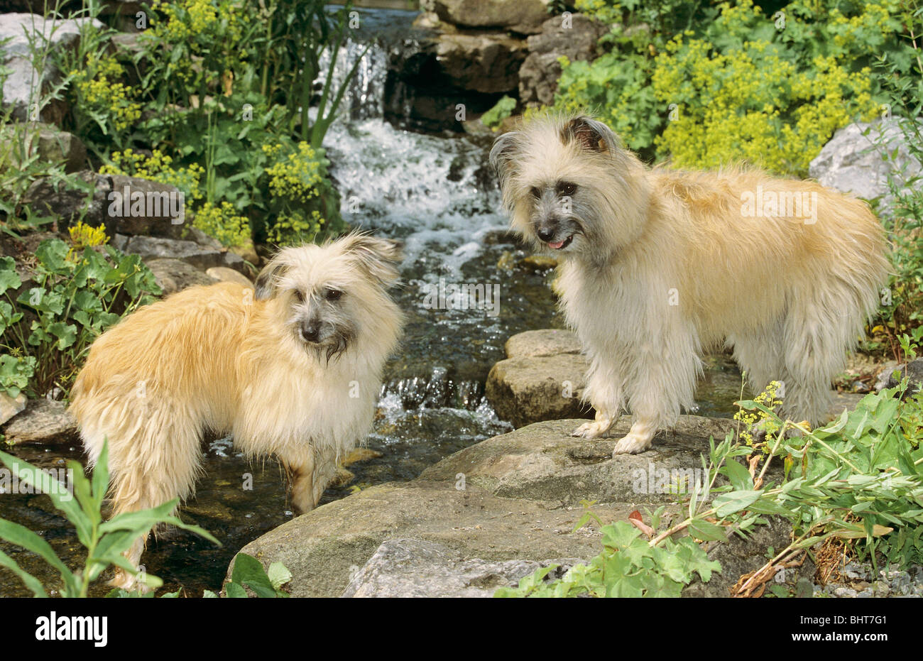 zwei Pyrenäen-Schäferhunde - stehend Stockfoto