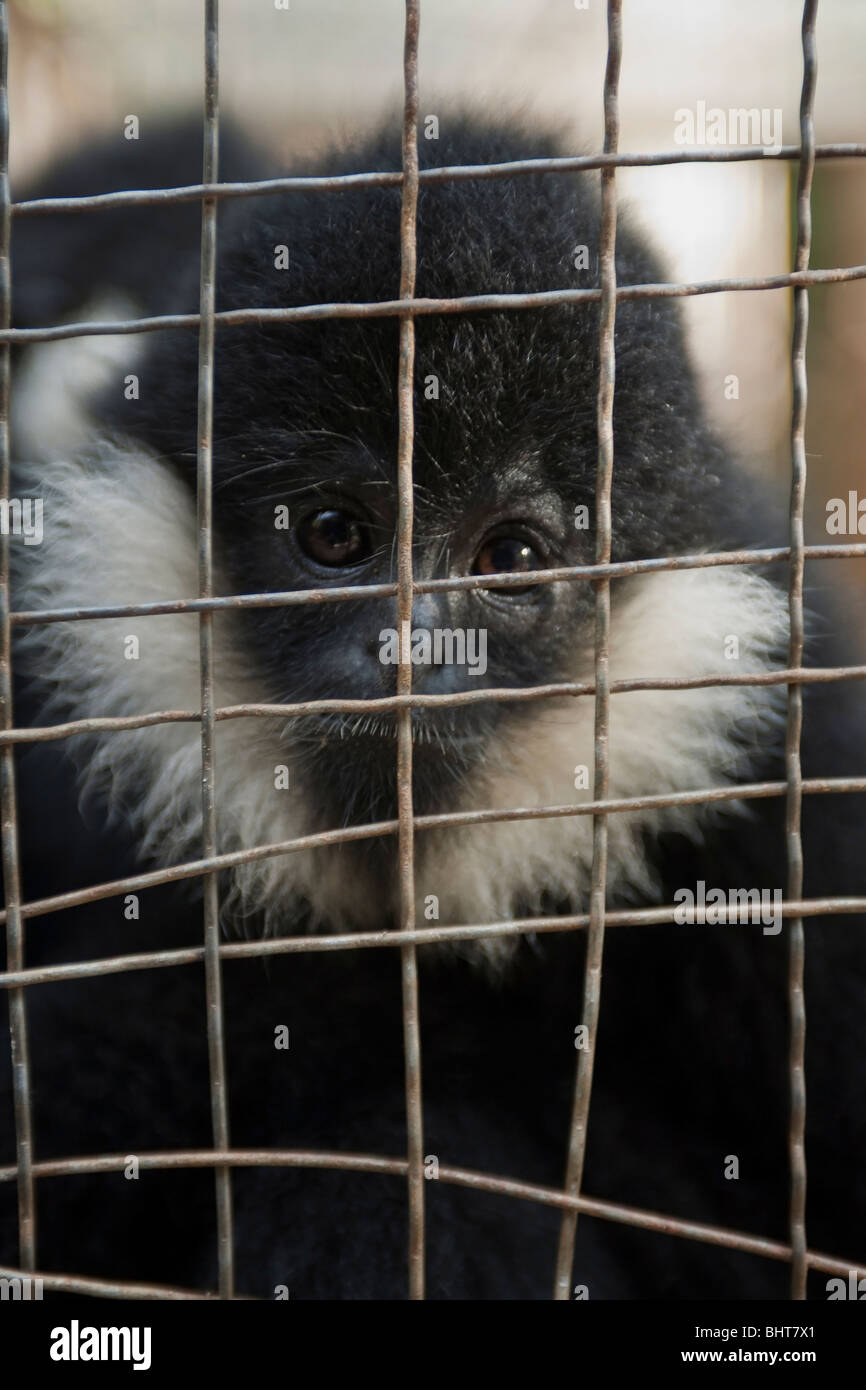 Ein Gefangener crested schwarz Gibbon, eingesperrt zwischen Leistungen für Touristen in Xishuangbanna Nationalpark, China Stockfoto