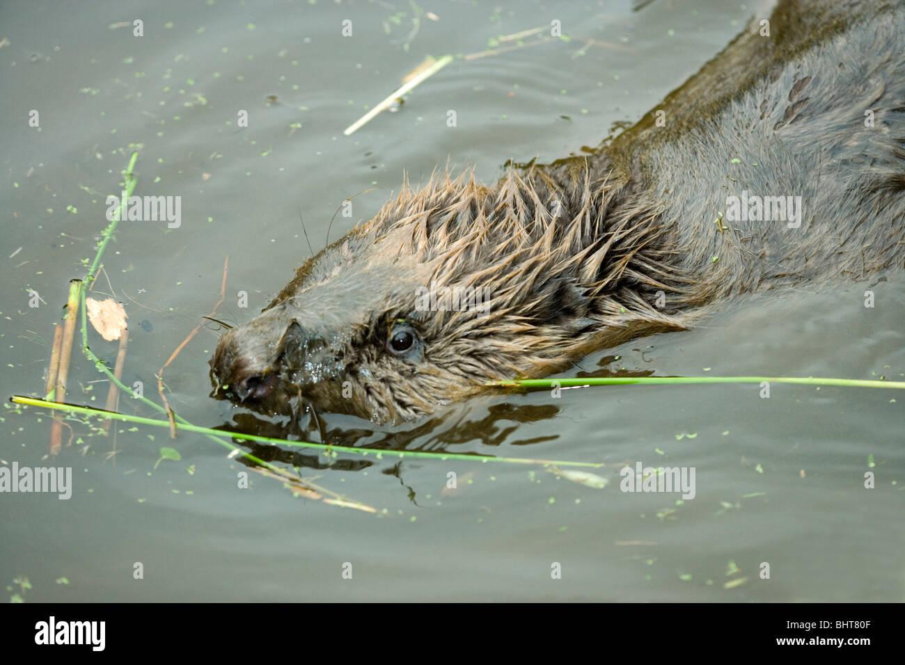 Europäischer Biber (Castor Fiber). Schwimmen zwischen Fütterung Sitzungen auf Rush (Juncus sp.). Stockfoto