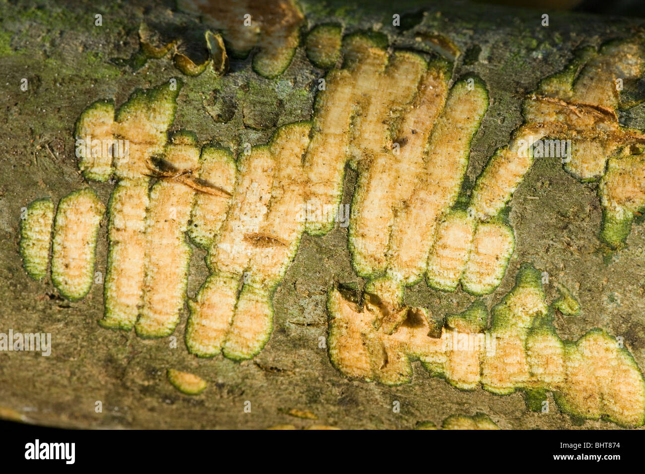 Europäischer Biber (Castor Fiber). Zweig mit vorderen Schneidezähne markiert Schnitt in Rinde Kambium Schicht unter enthüllt. Stockfoto