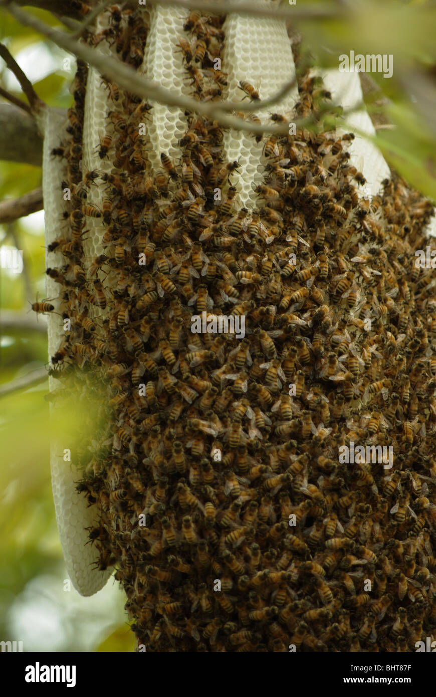 Nest von wilden Bienen im Wald von Key Biscayne Insel (Miami, Florida, USA) Stockfoto