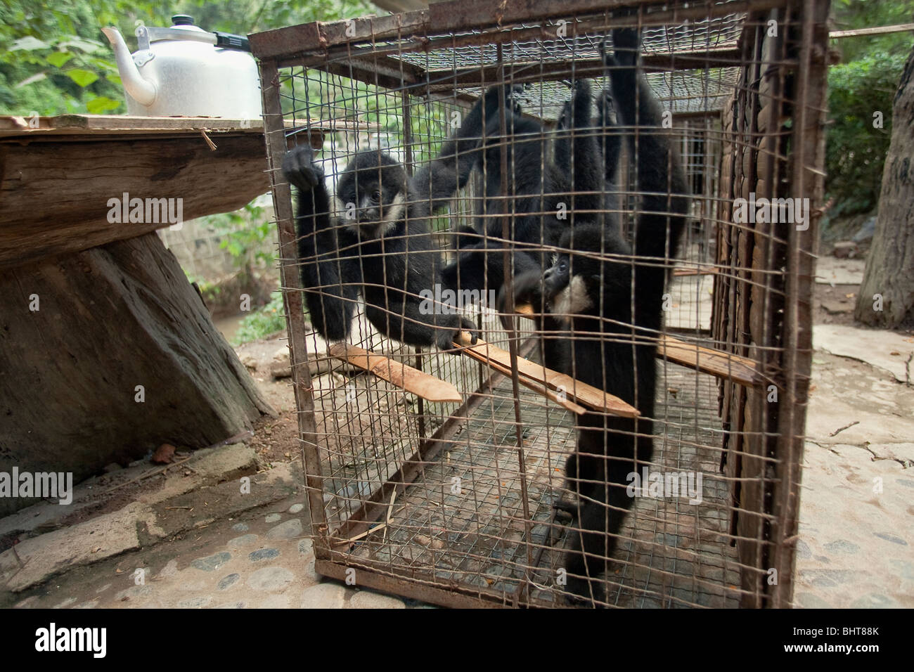 In Gefangenschaft crested schwarz Gibbons gezeigt, wo sie Leben zwischen Leistungen für Touristen in Xishuangbanna Nationalpark, China Stockfoto