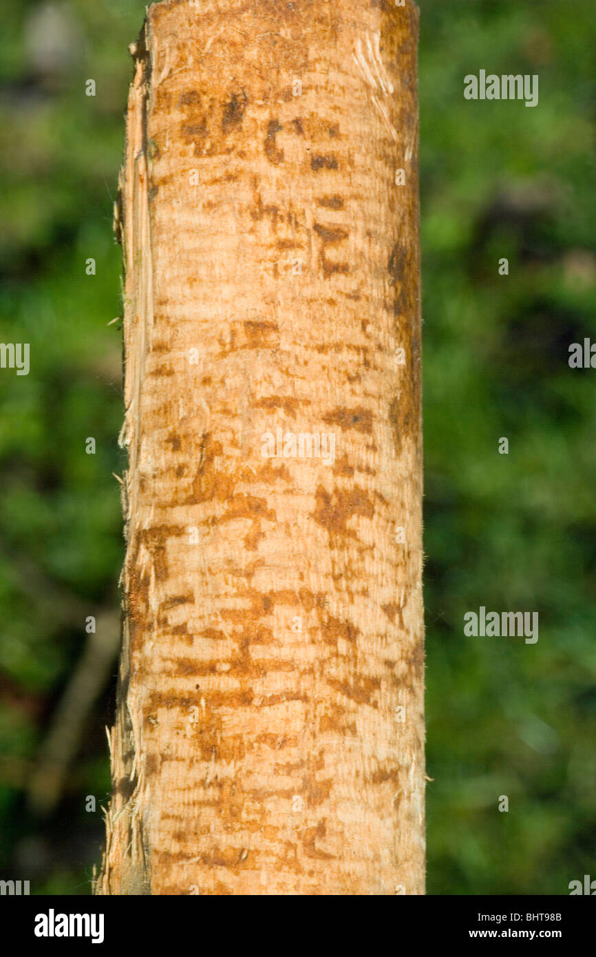 Europäischer Biber (Castor Fiber). Weide (Salix Sp.) Zweig beraubt Rinde für Lebensmittel, besonders in den Wintermonaten. Stockfoto