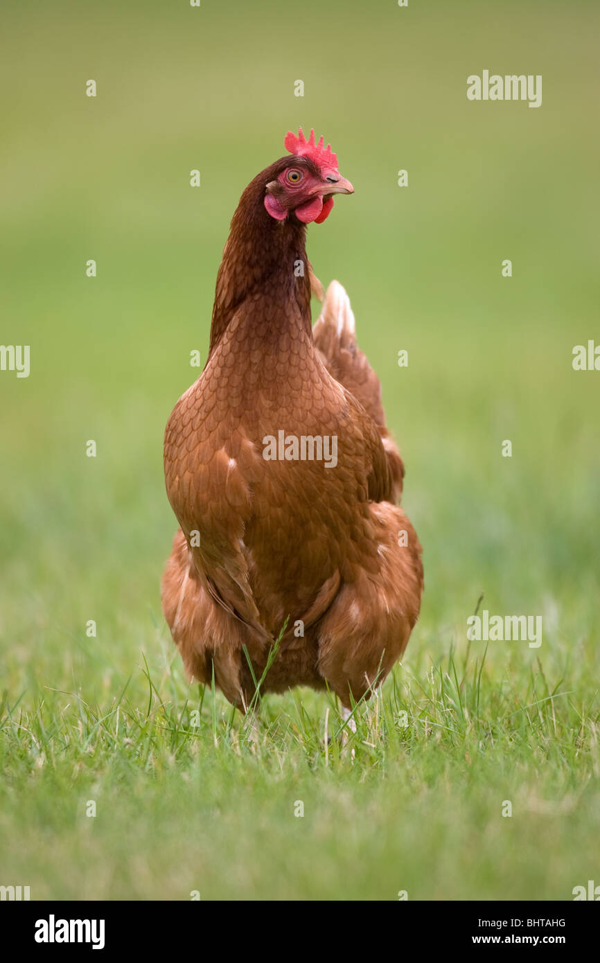 Freilaufenden Hühnern, Gras Stockfoto