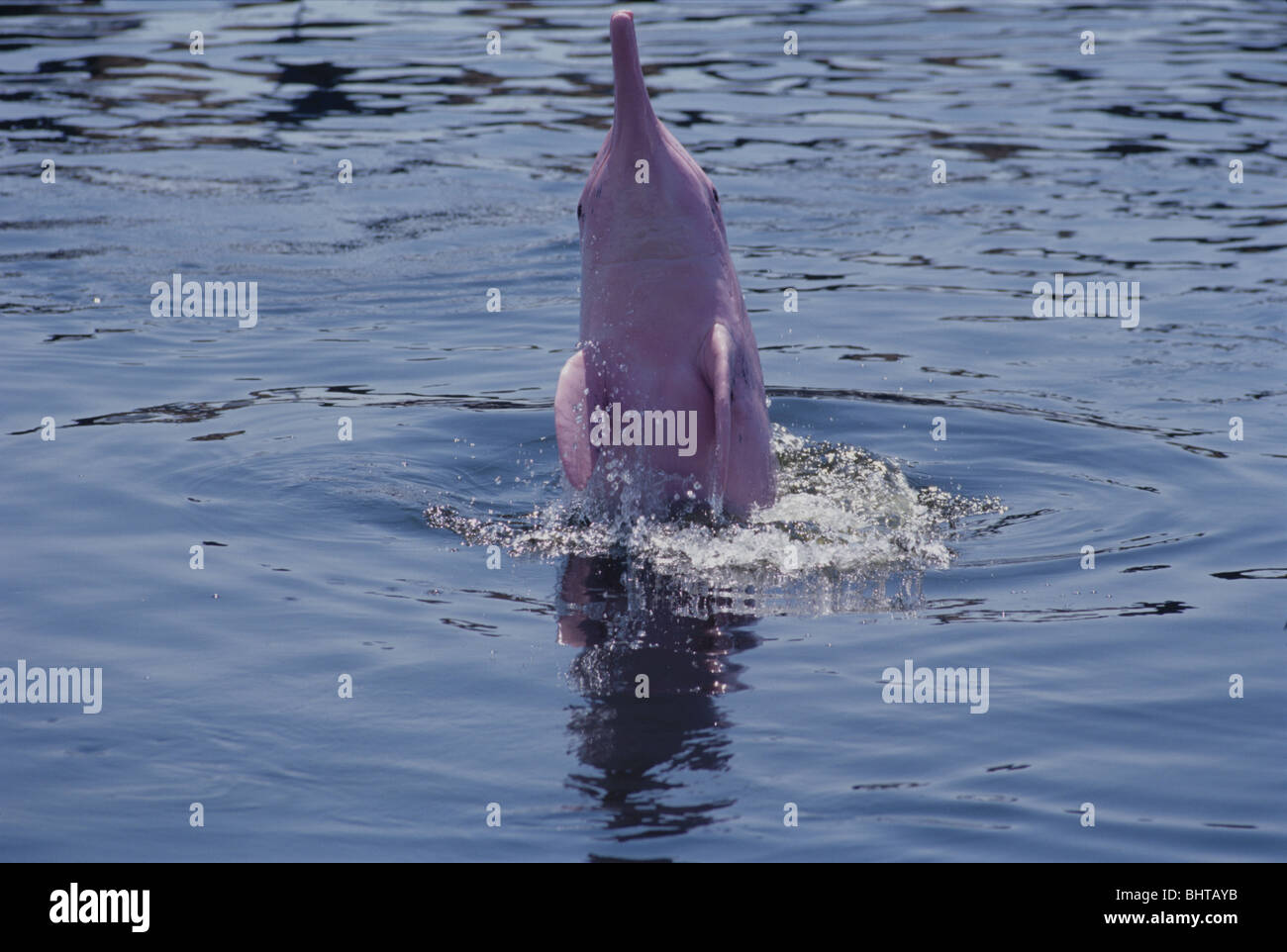 INDO-PAZIFISCHEN BUCKELWAL DOLPHIN Stockfoto