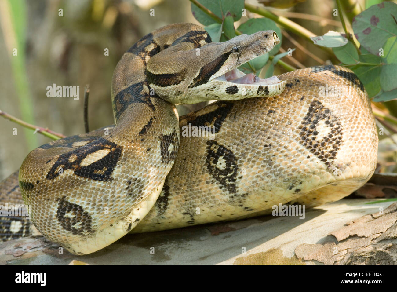 Boa Constrictor (Abgottschlange). Defensive Haltung. Stockfoto