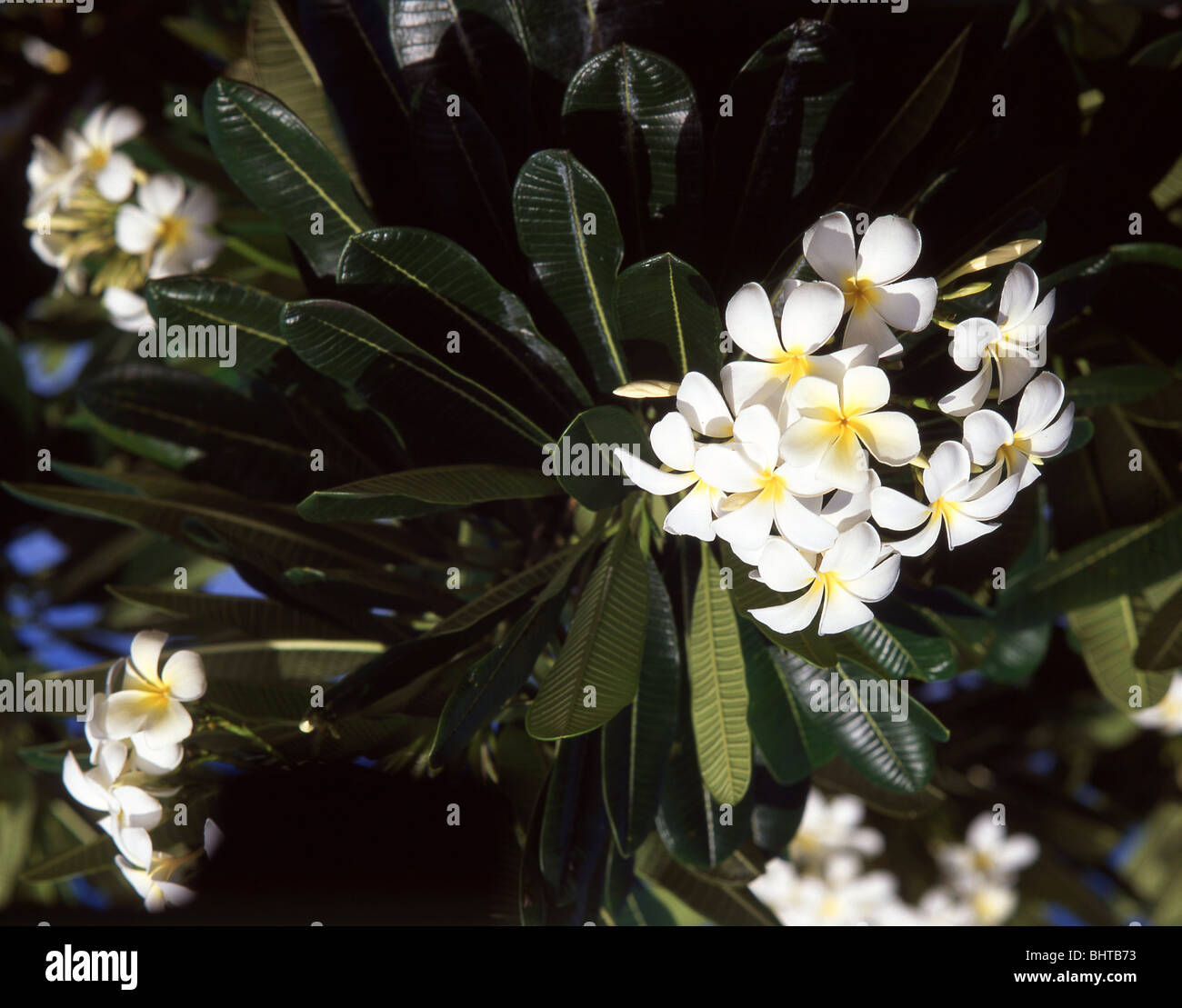 Frangipani Blüten, Phuket, Thailand Stockfoto