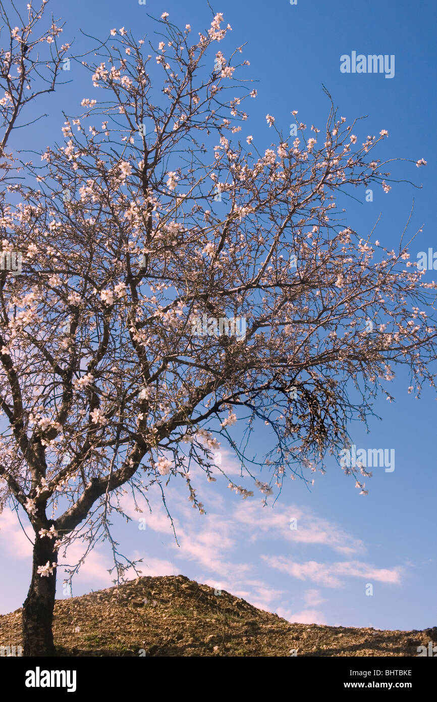 Mandelbaum in Blüte in der Region Axarquia von Andalusien, Spanien. Stockfoto