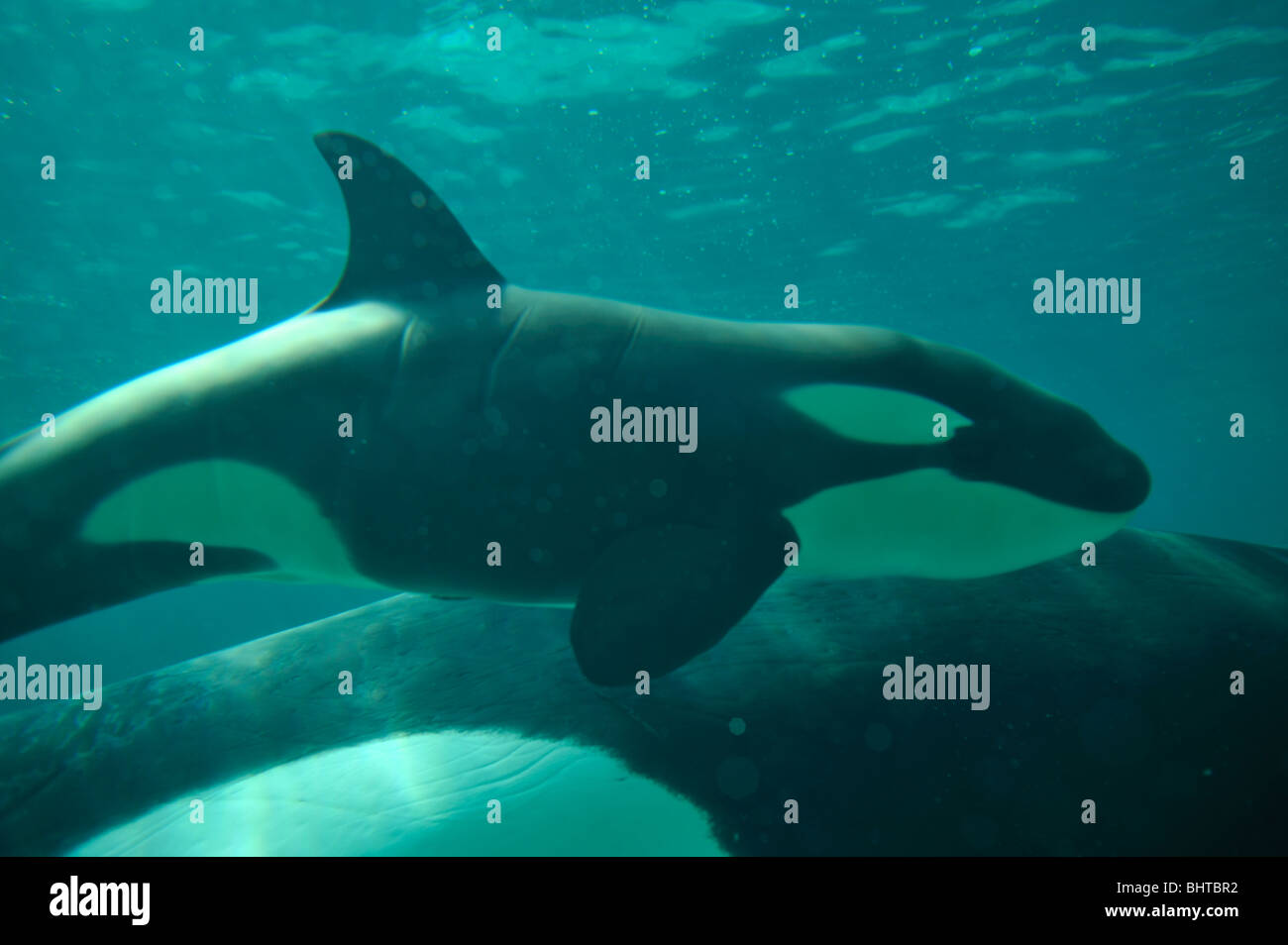 ORCA, SCHWERTWAL KALB UND MUTTER Stockfoto