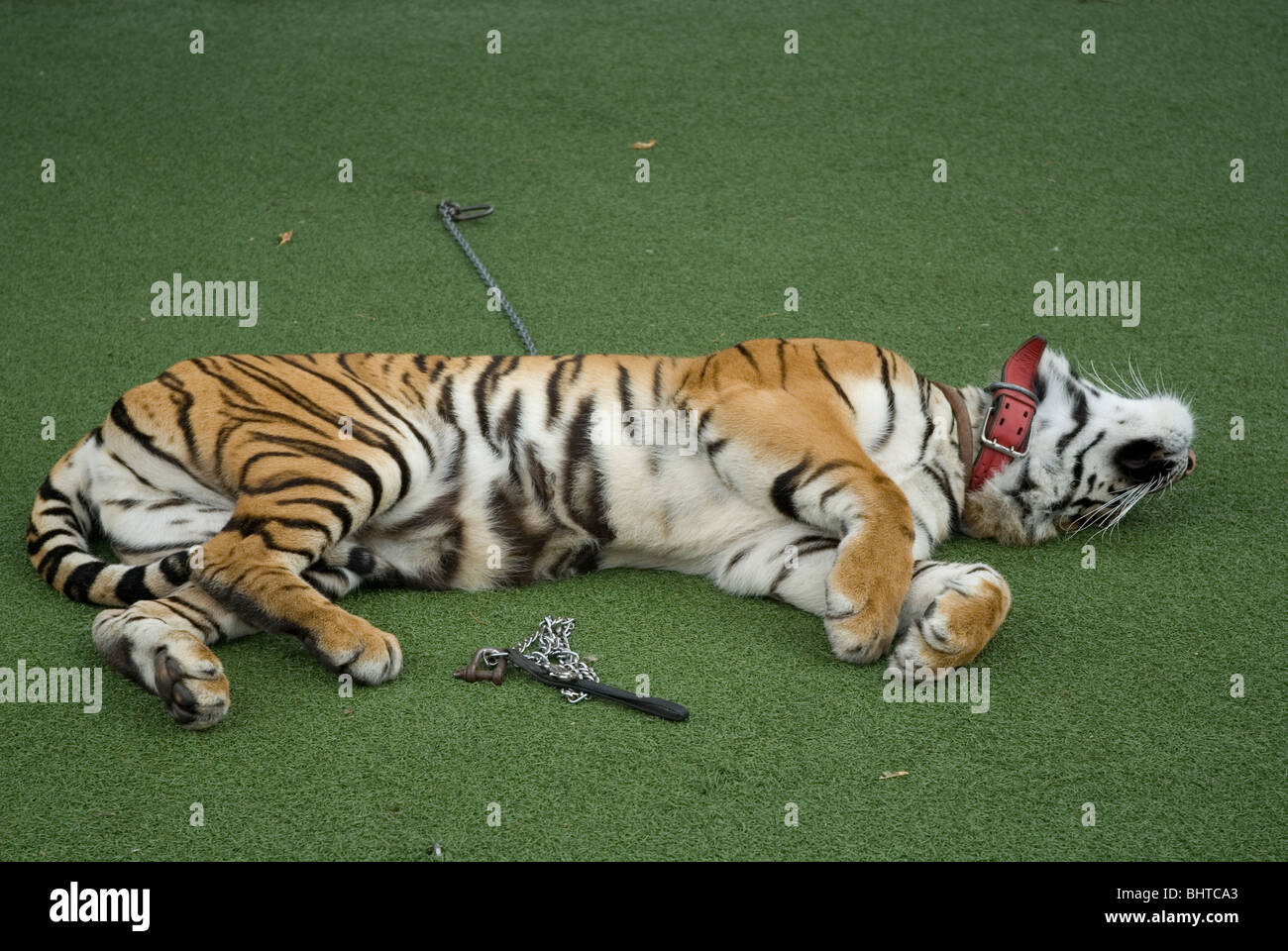 Angekettet Tiger warten zu posieren für touristische Fotos in Gorky Park, Moskau, Russland Stockfoto