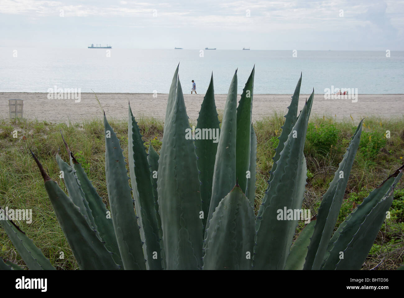 Miami Beach View mit Agave im Vordergrund. Stockfoto