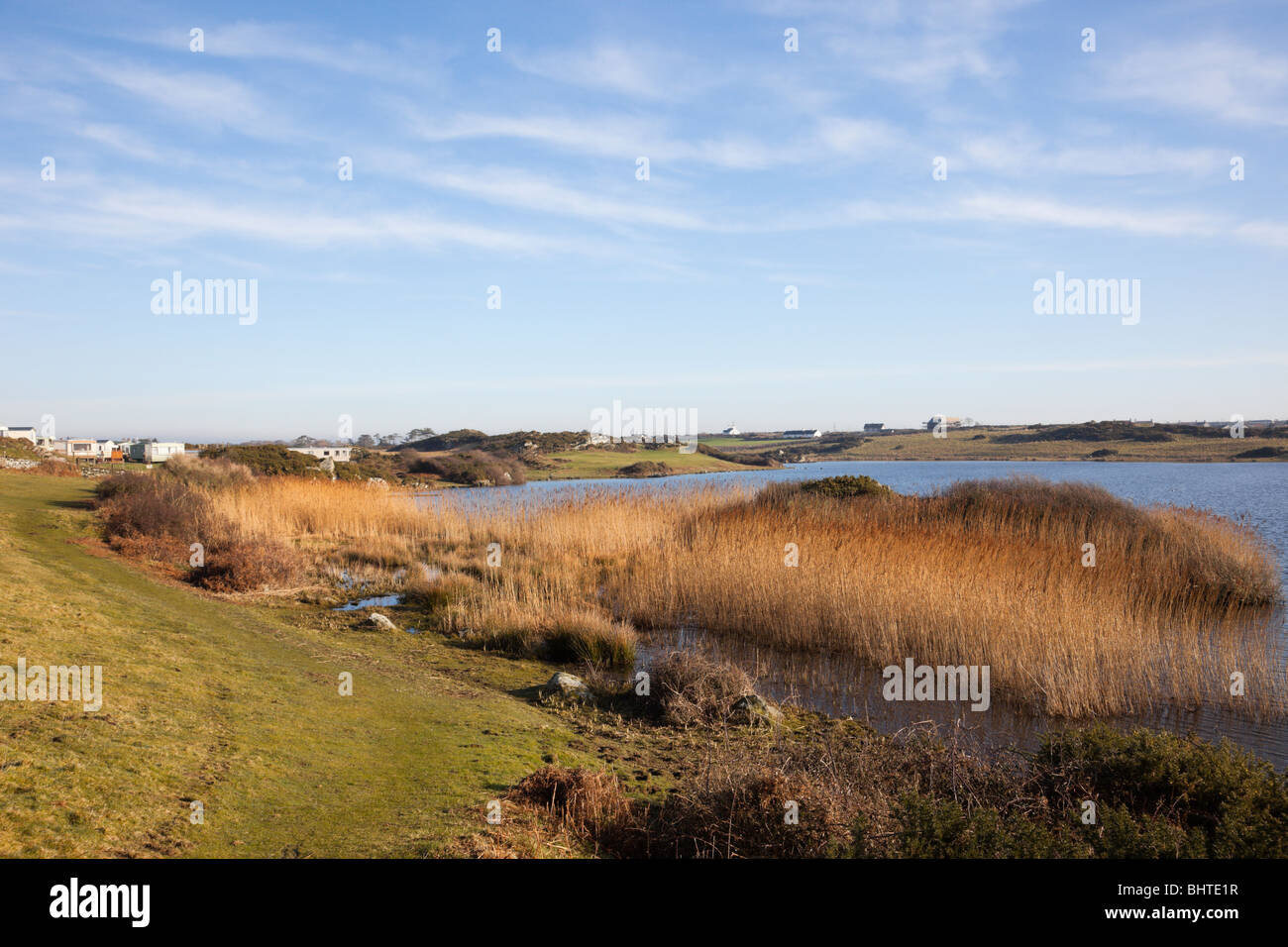 Llyn Maelog, Rhosneigr, Isle of Anglesey (Ynys Mon), North Wales, UK, Europa. Ansicht von Röhrichten in Nährstoff reiche Süßwassersee. Stockfoto