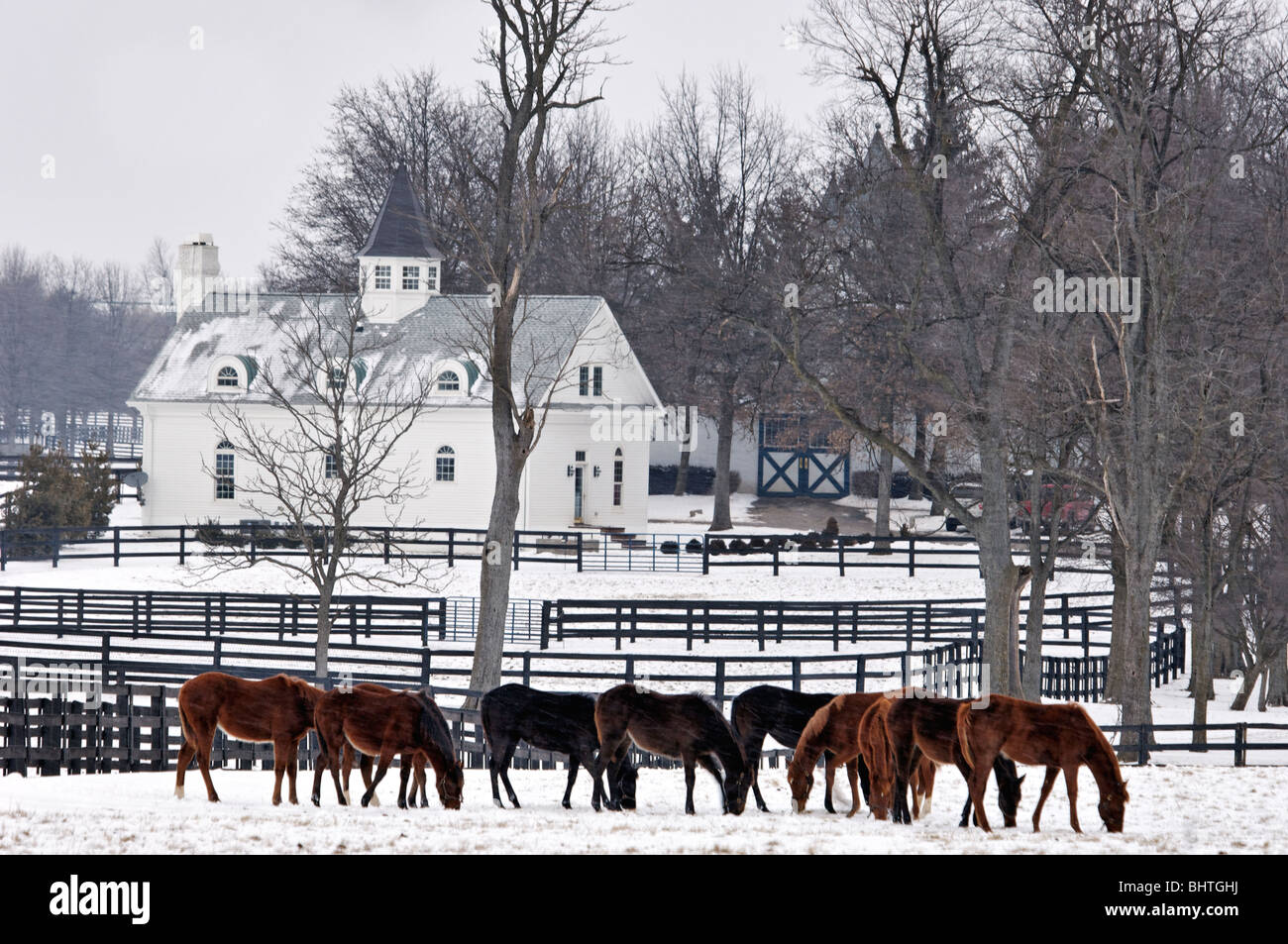 Vollblut-Pferde im Schnee bedeckt Paddock in Fayette County, Kentucky Stockfoto