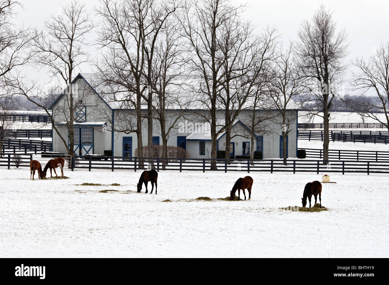 Vollblut-Pferde im Schnee bedeckt Paddock in Woodford County, Kentucky Stockfoto