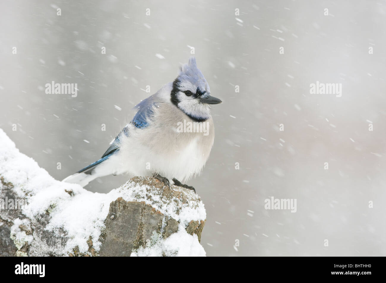 Blue Jay thront im Schnee Stockfoto