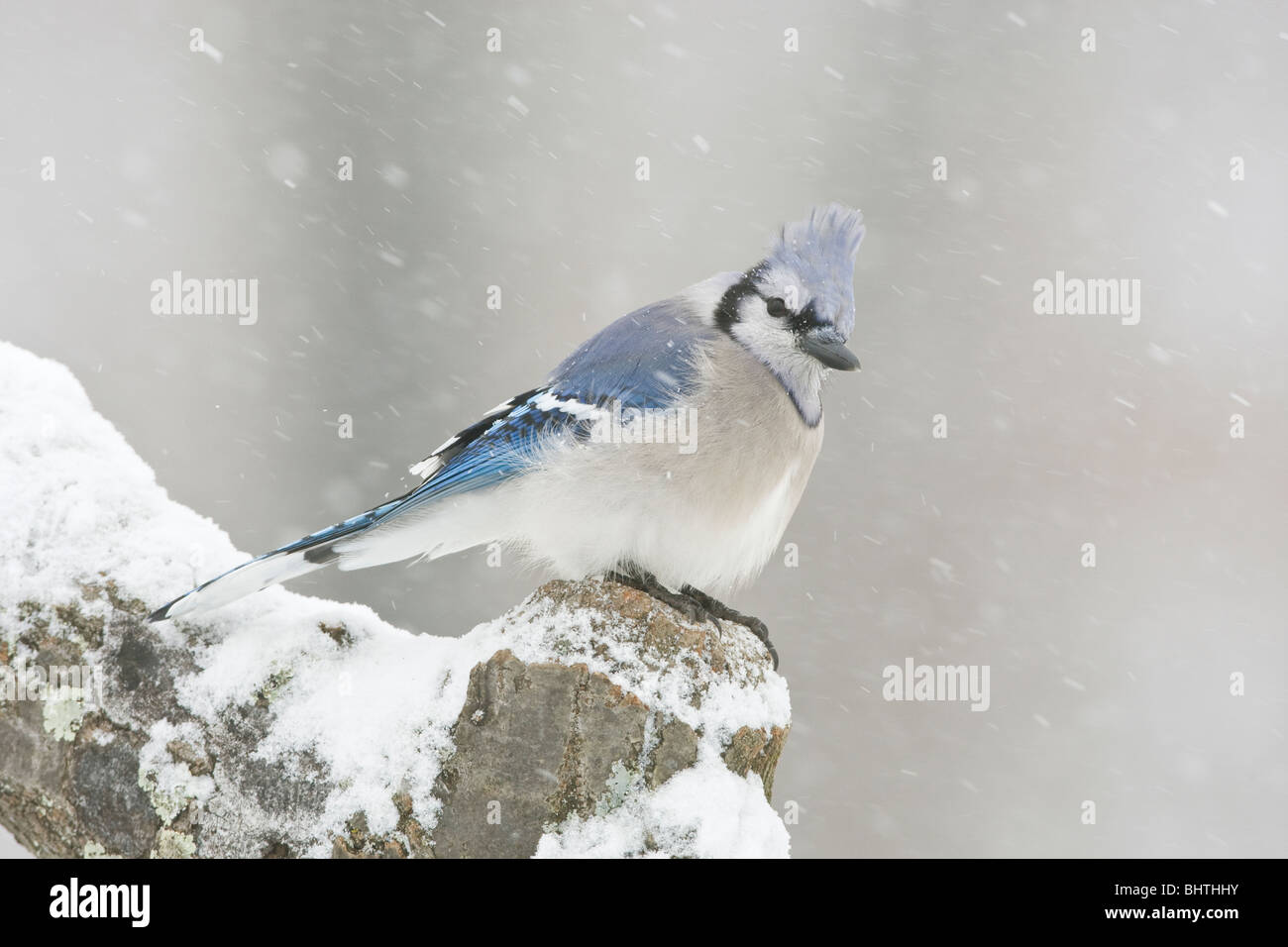 Blue Jay thront im Schnee Stockfoto