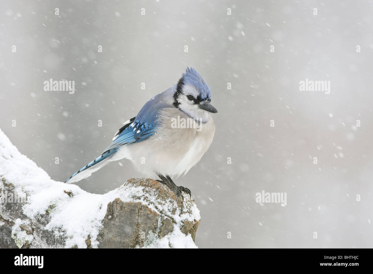 Blue Jay im Schnee Stockfoto