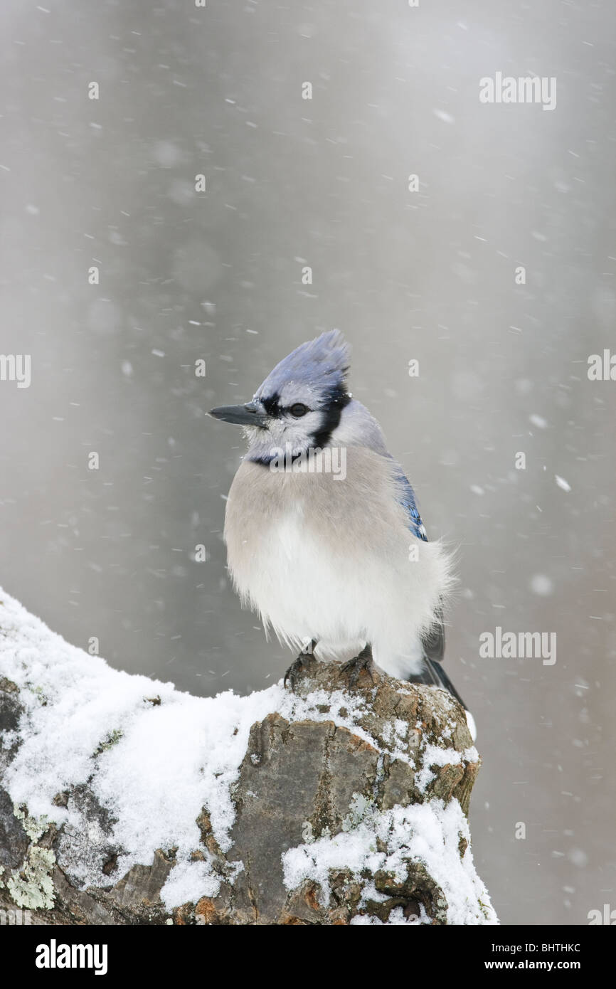 Blue Jay im Schnee Stockfoto