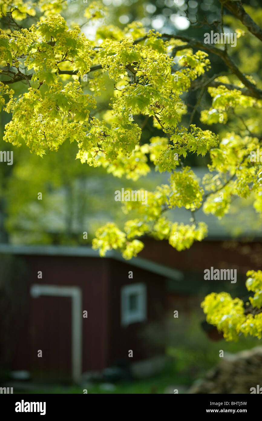 Spitzahorn, Acer Platanoides, Blüte Stockfoto