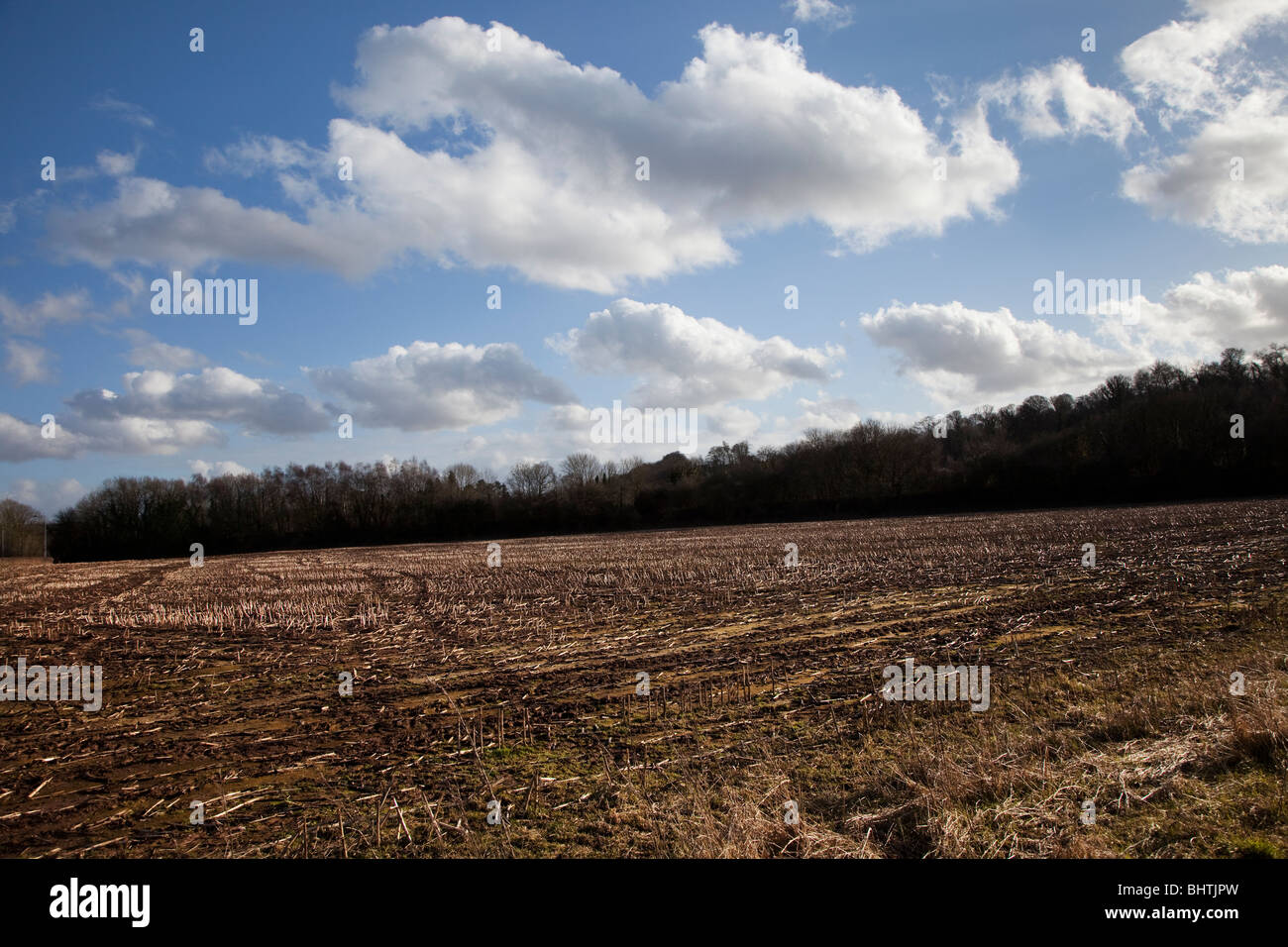 Ernte Stoppeln im Feld im Winter Wales UK Stockfoto