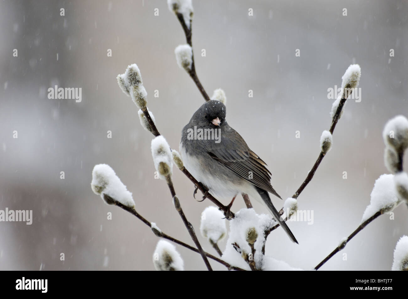 Dunkel-gemustertes Junco thront auf Zweig im Schnee Stockfoto