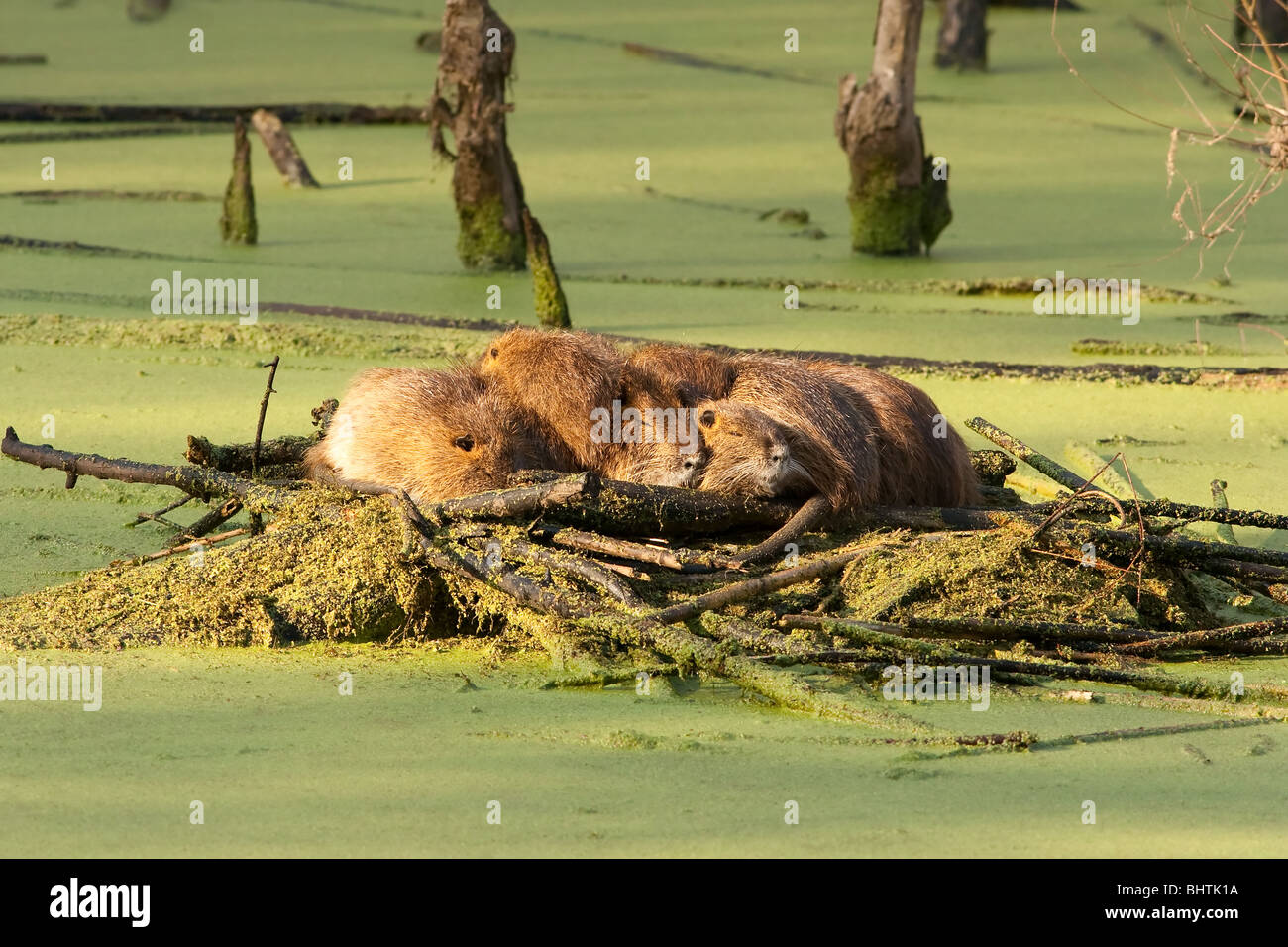 "Nutria Ratte" "Biber brummeln" Stockfoto