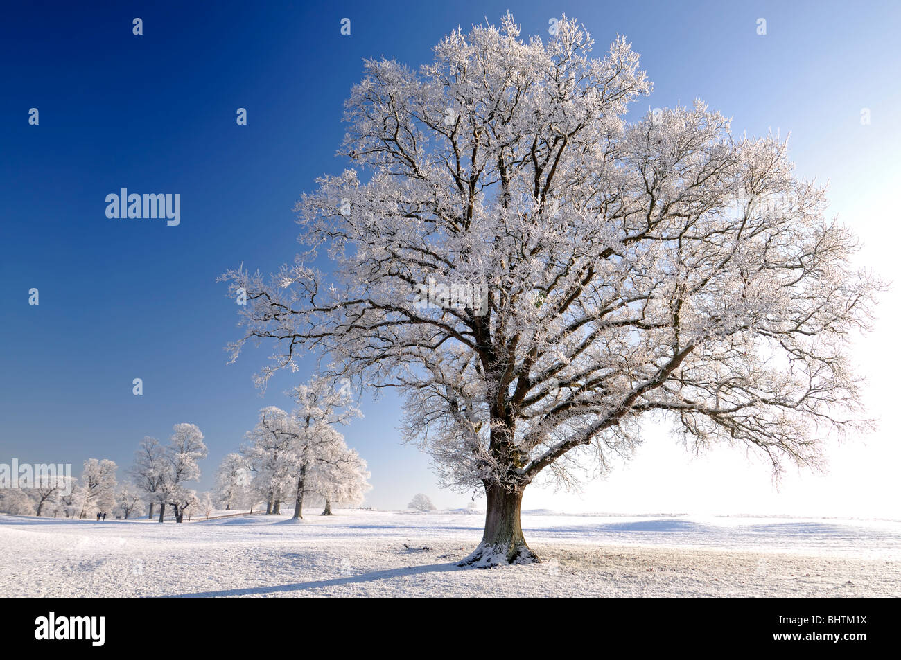 eine Eiche Quercus sp mit Raureif und Teppich Decke aus weißem Schnee strahlend blauen Himmel Winter bedeckt Stockfoto