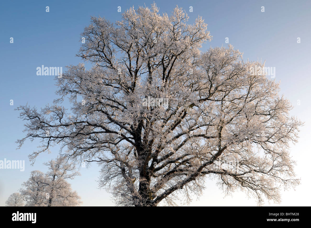 eine Eiche Quercus sp mit Raureif und Teppich Decke aus weißem Schnee strahlend blauen Himmel Winter bedeckt Stockfoto