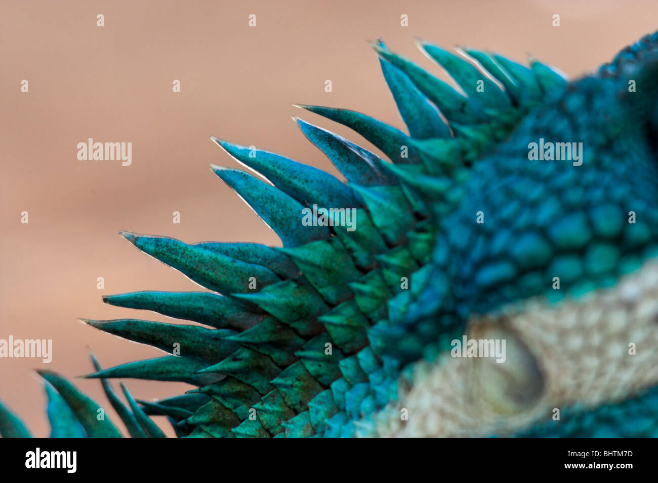 Nahaufnahme der blauen Eidechse aus Myanmar Stockfoto