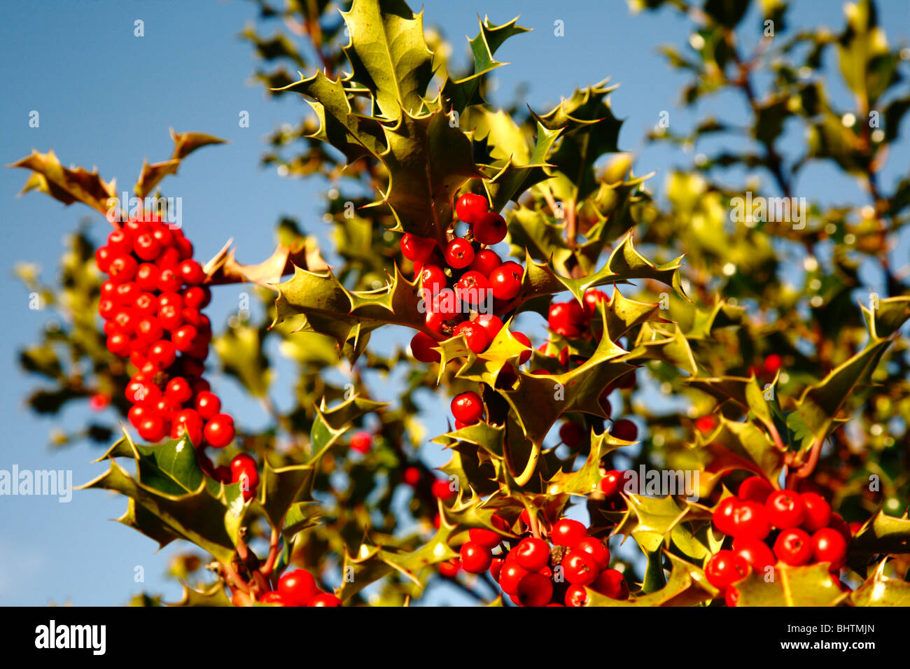 Leuchtend rote Stechpalme Beeren vor blauem Himmel, Cromford, Derbyshire, UK. Stockfoto