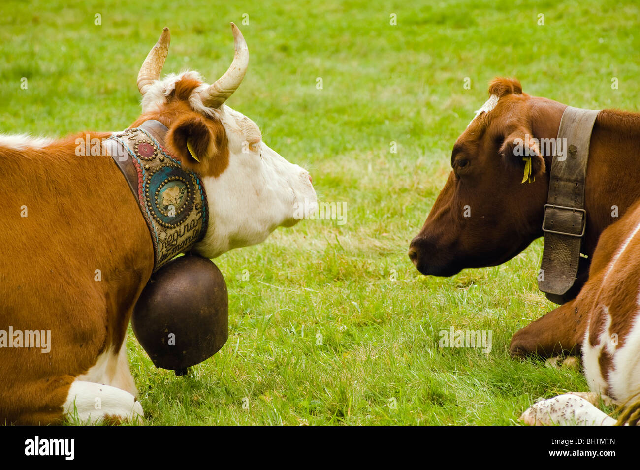 Stier und Kuh an Devero, Parco Naturale Veglia Devero, Piemont, Italien Stockfoto
