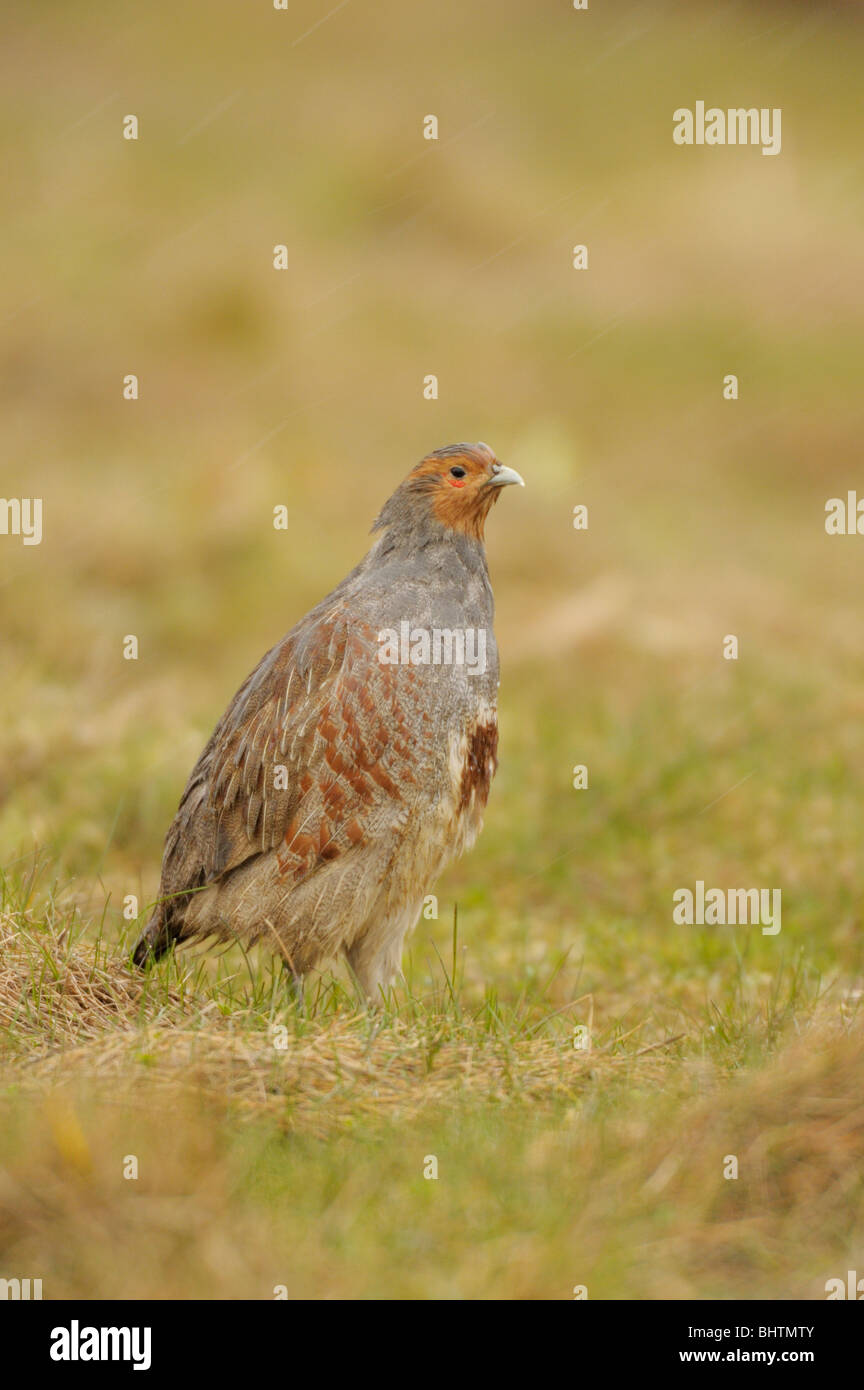 Grau Partridge(Perdix perdix) Regen aussetzen. Stockfoto