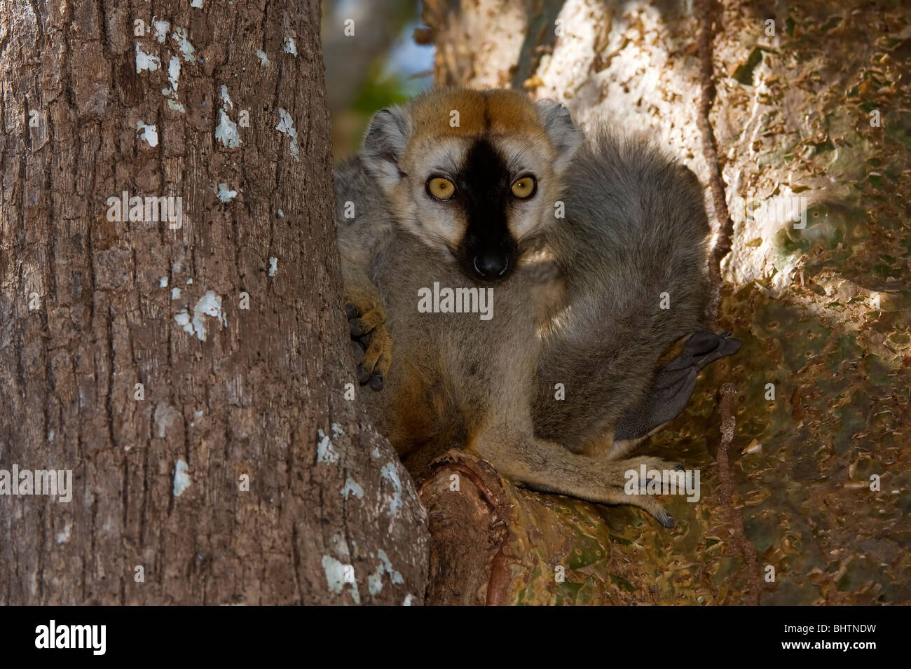 Rot-Fronted brauner Lemur (Eulemur Rufus), Kirindy Wald, Madagaskar Stockfoto