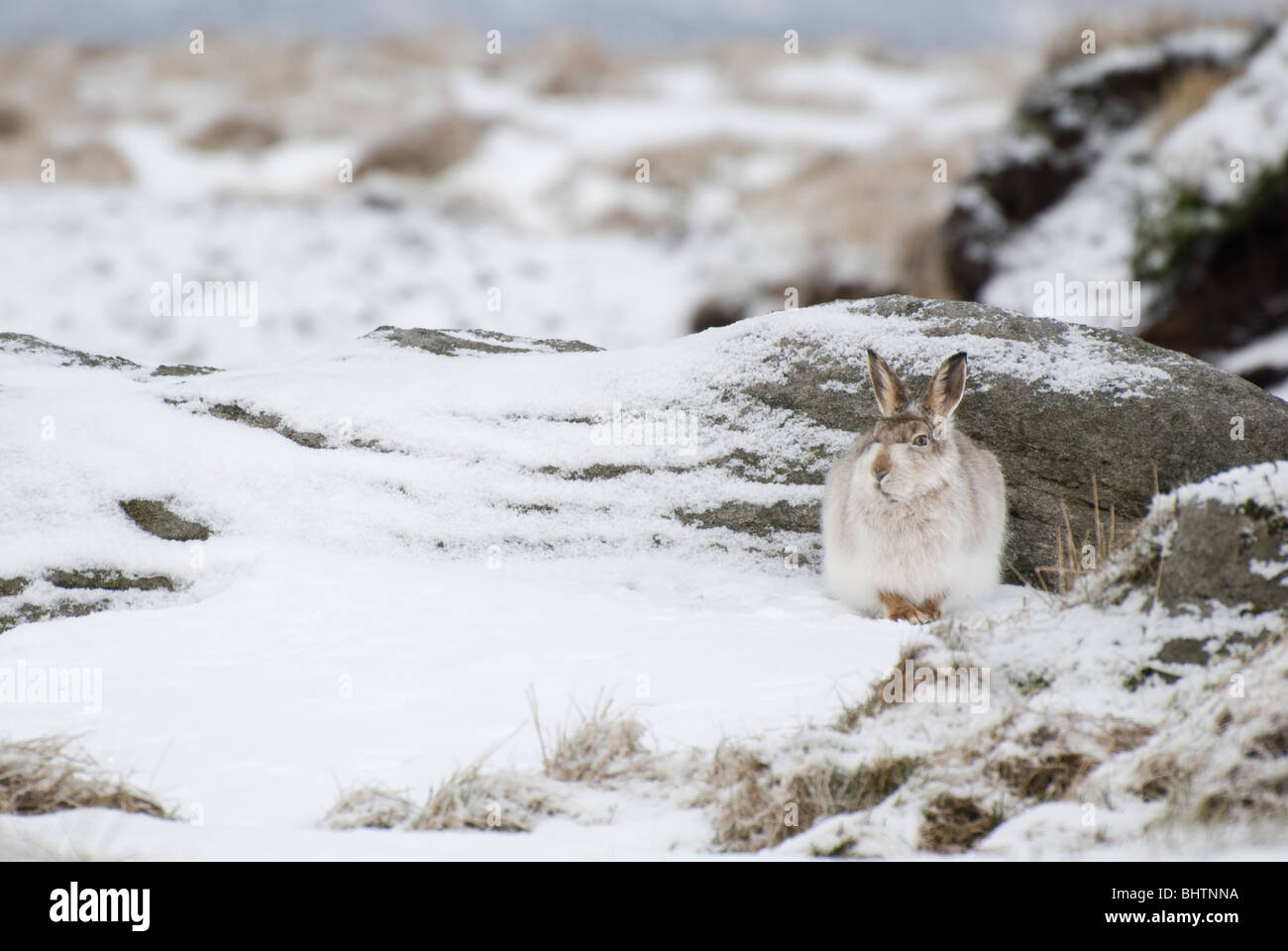 Berg Hase (Lepus Timidus) Peak District, Derbyshire, UK Stockfoto