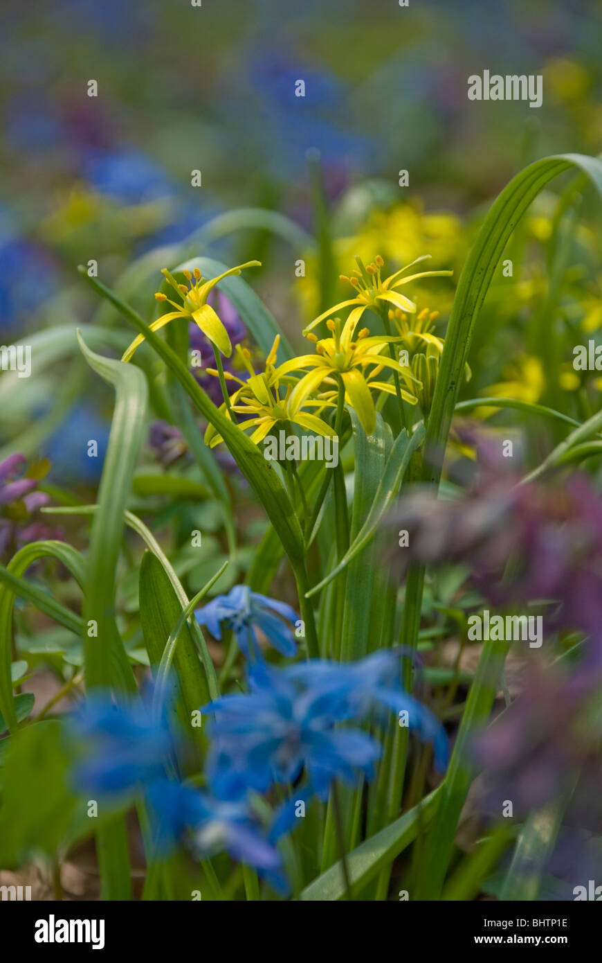 Frühlingshafte Blumen, Schneeglöckchen, Feld Frühlingsblumen im Wald, gelb lila blau Blumen verwischt durch die maximale Blende Stockfoto