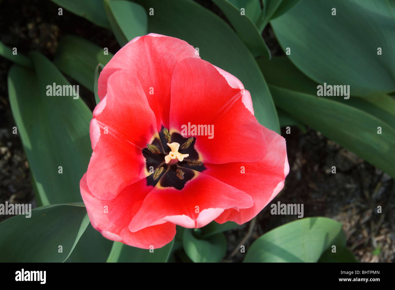 Tulip Darwin Hybride, rosa Eindruck, Belgien Stockfoto