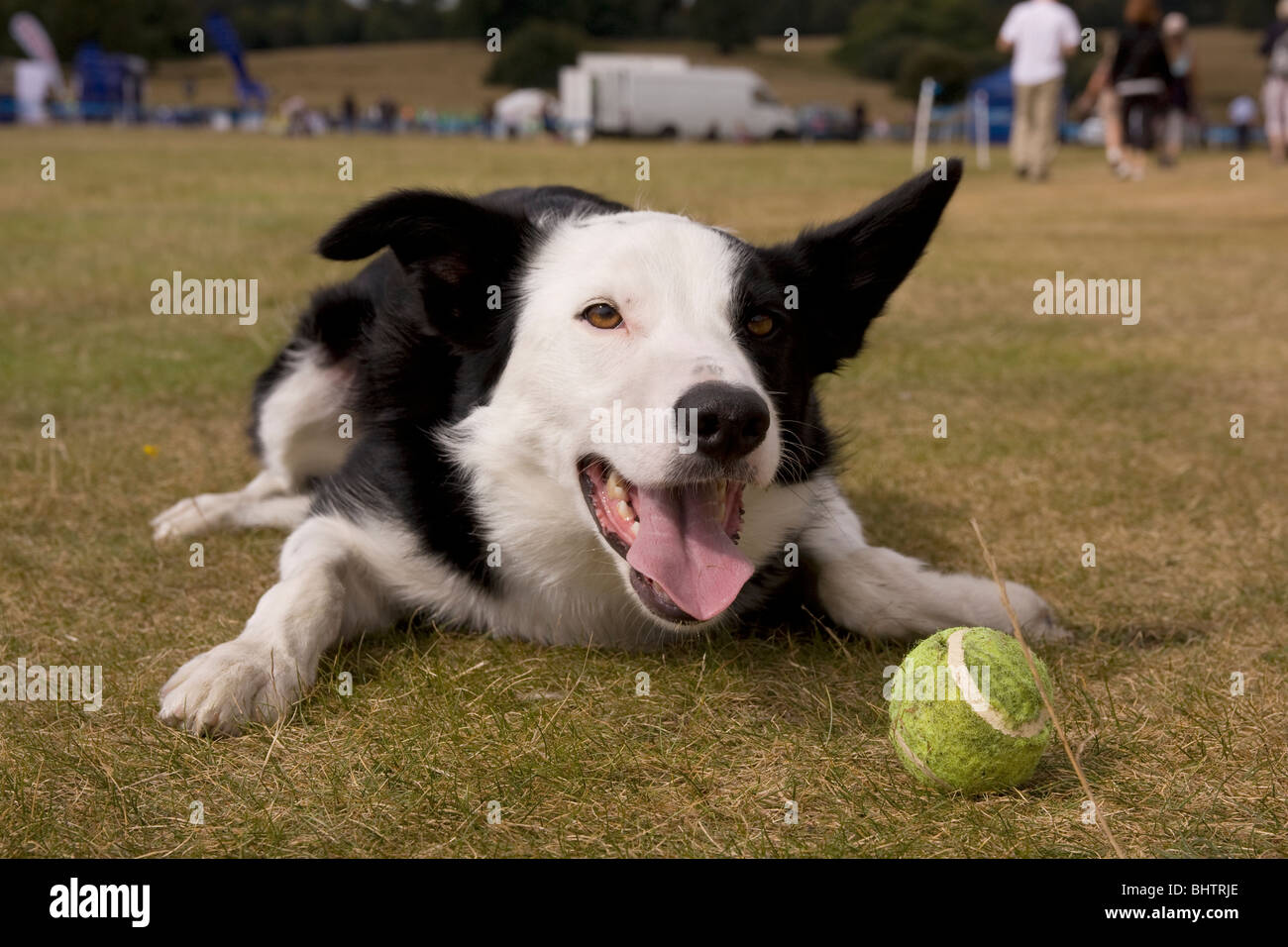 Border Collie Kreuz mit Ball spielen Stockfoto