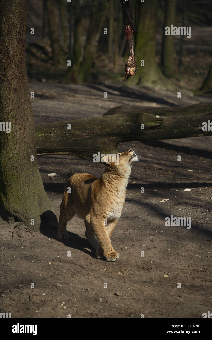Ein Löwenjunges in Gefangenschaft mit Essen spielen Stockfoto