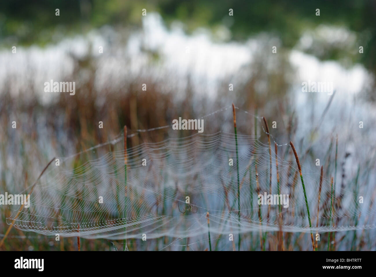 Spinne und Netz fotografiert an warmen Florida Morgen bei Matheson Hängematte Park in Miami Stockfoto