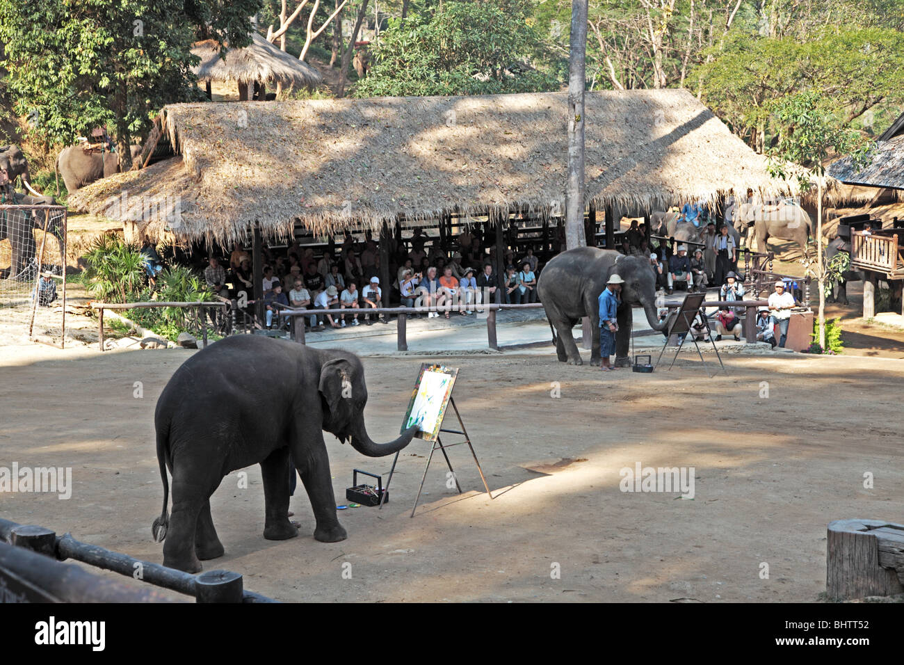 Elefanten malen auf Maesa Elephant Camp in der Nähe von Chiang Mai, Thailand Stockfoto