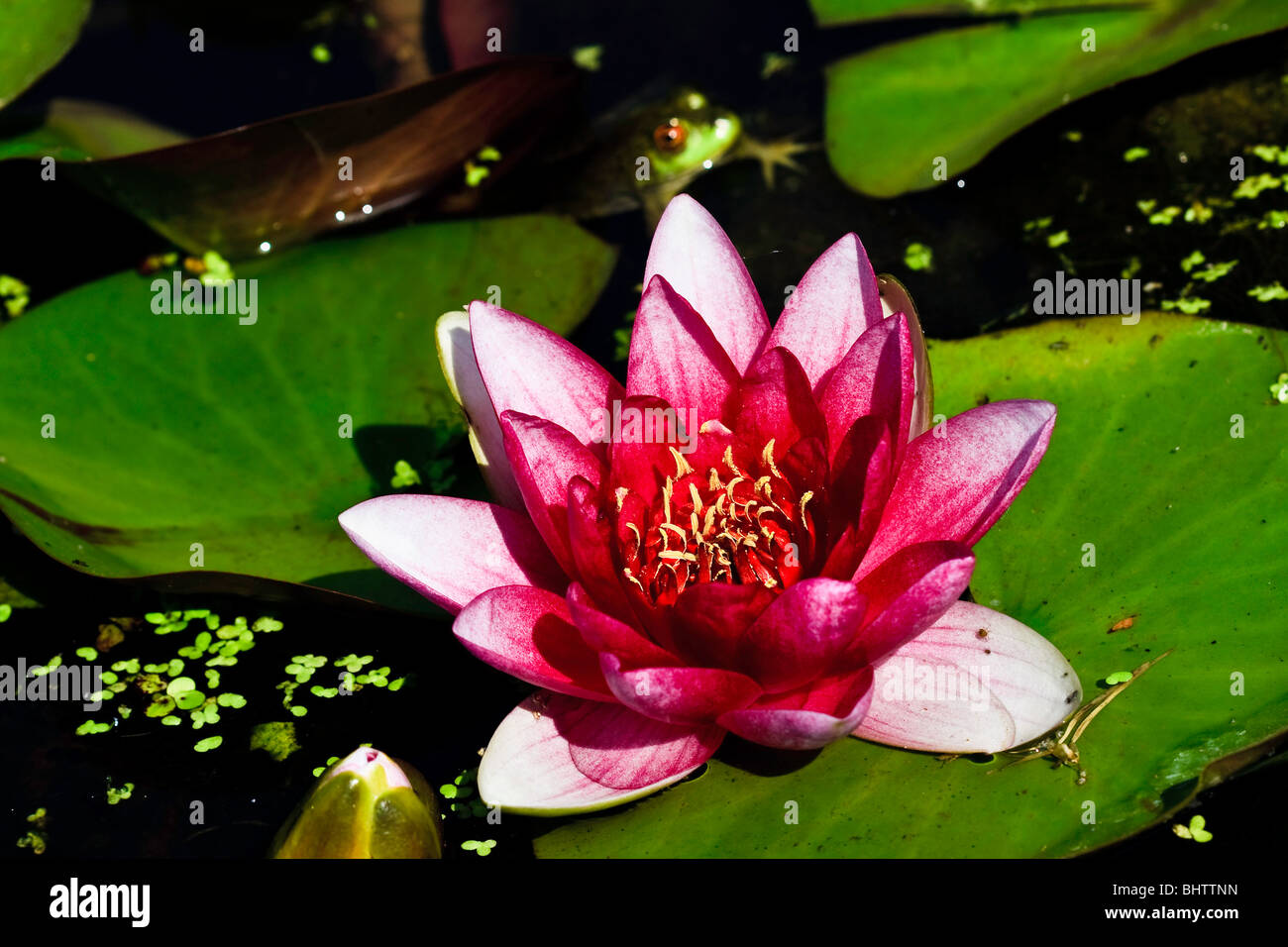 Nymphaea 'Steven Strawn', rot Wasser Lilie Stockfoto