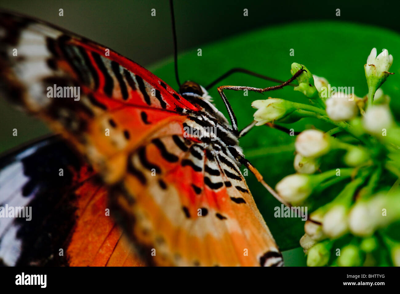 Gemeinsamen Florfliege Schmetterling Stockfoto
