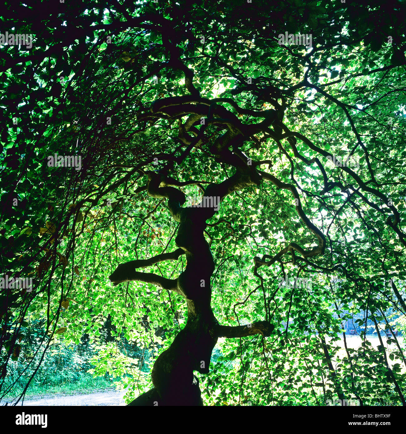 Twisted buche Baum Silhouette, Les Faux de Verzy, Montagne de Reims, Marne, Champagner, Grand Est, Frankreich, Europa, Stockfoto