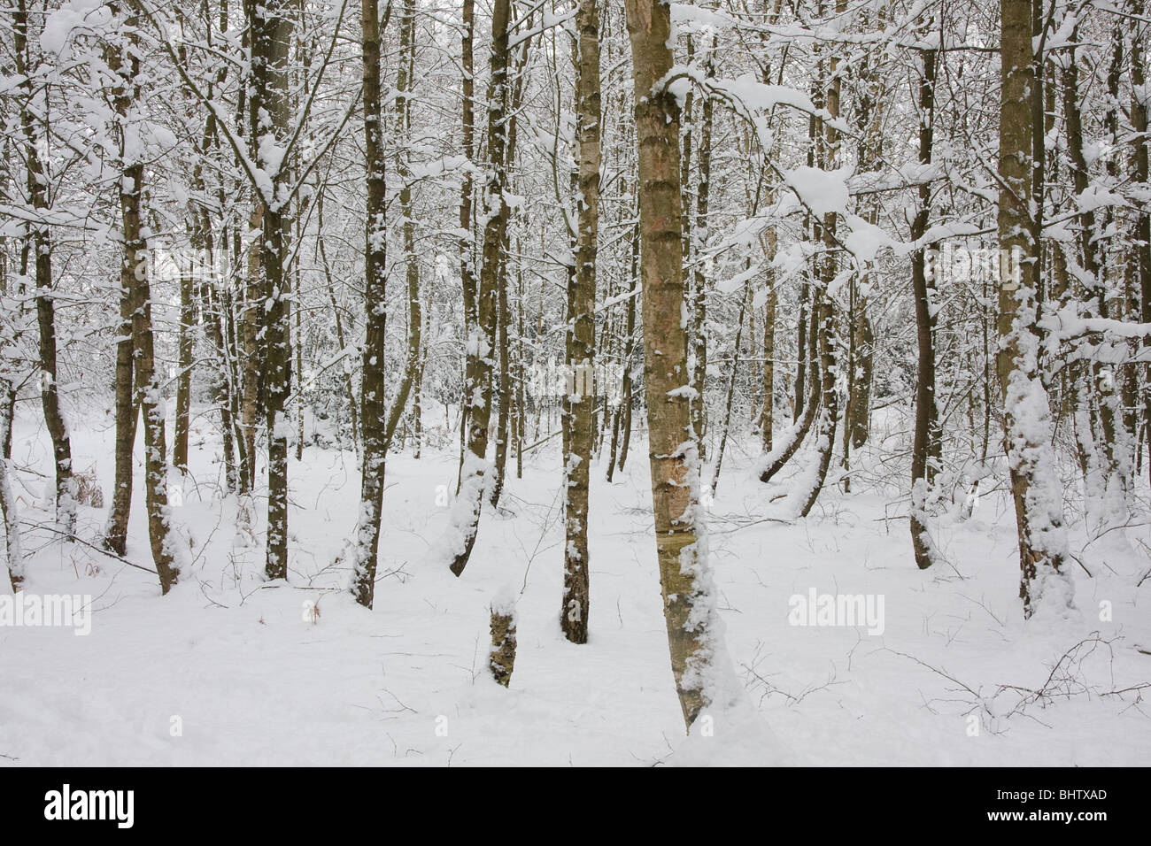 Wald im Schnee Stockfoto