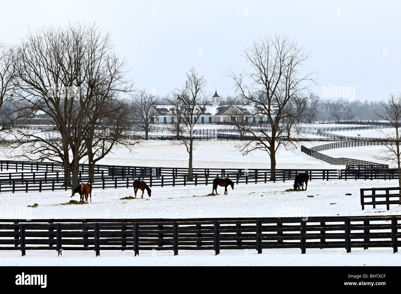 Vollblut-Pferde im Schnee bedeckt Paddock in Woodford County, Kentucky Stockfoto